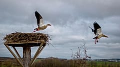 Archivfoto - Nilgänse haben ein Storchennest in Wehrheim bei Frankfurt, Deutschland, am Freitag, den neunundzwanzigsten November zweitausendvierundzwanzig, besetzt.