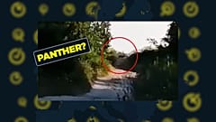 In Bulgarien soll ein Panther gesichtet worden sein