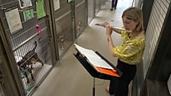 Hunde aus dem Tierheim lauschen der Live-Musik