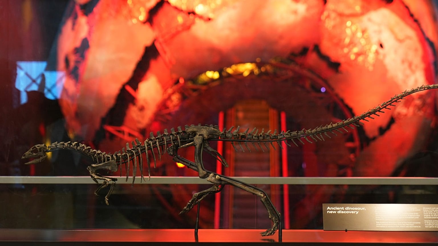 Yeni küçük dinozor türü Londra'da sergileniyor
