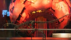 Yeni küçük dinozor türü Londra'da sergileniyor