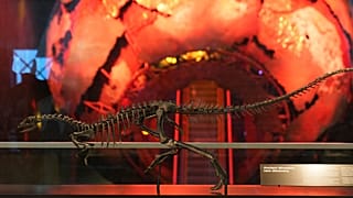 Yeni küçük dinozor türü Londra'da sergileniyor