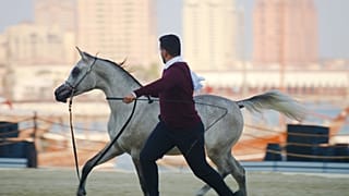 Um olhar sobre os animais mais queridos do Catar, desde cavalos árabes a tubarões-baleia e falcões