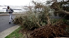 ΑΡΧΕΙΟ - Ένας άνδρας περπατά δίπλα από ένα δέντρο που έπεσε λόγω των ισχυρών ανέμων στον παραλιακό πεζόδρομο κατά μήκος της θάλασσας στο Pornichet της Βρετάνης, Πέμπτη 2 Νοεμβρίου 2023.