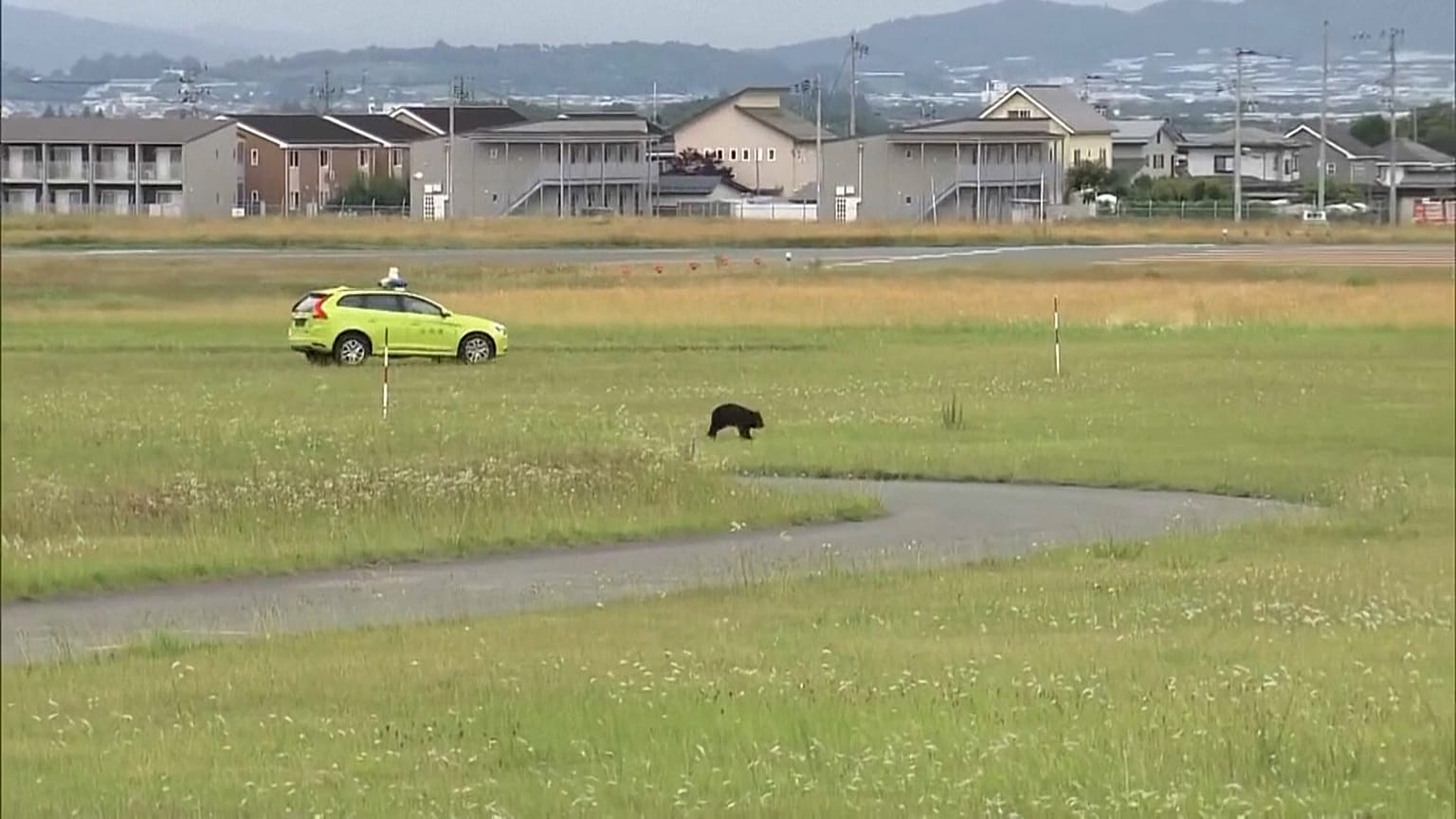 Bär läuft auf dem Rollfeld des Flughafens Yamagata