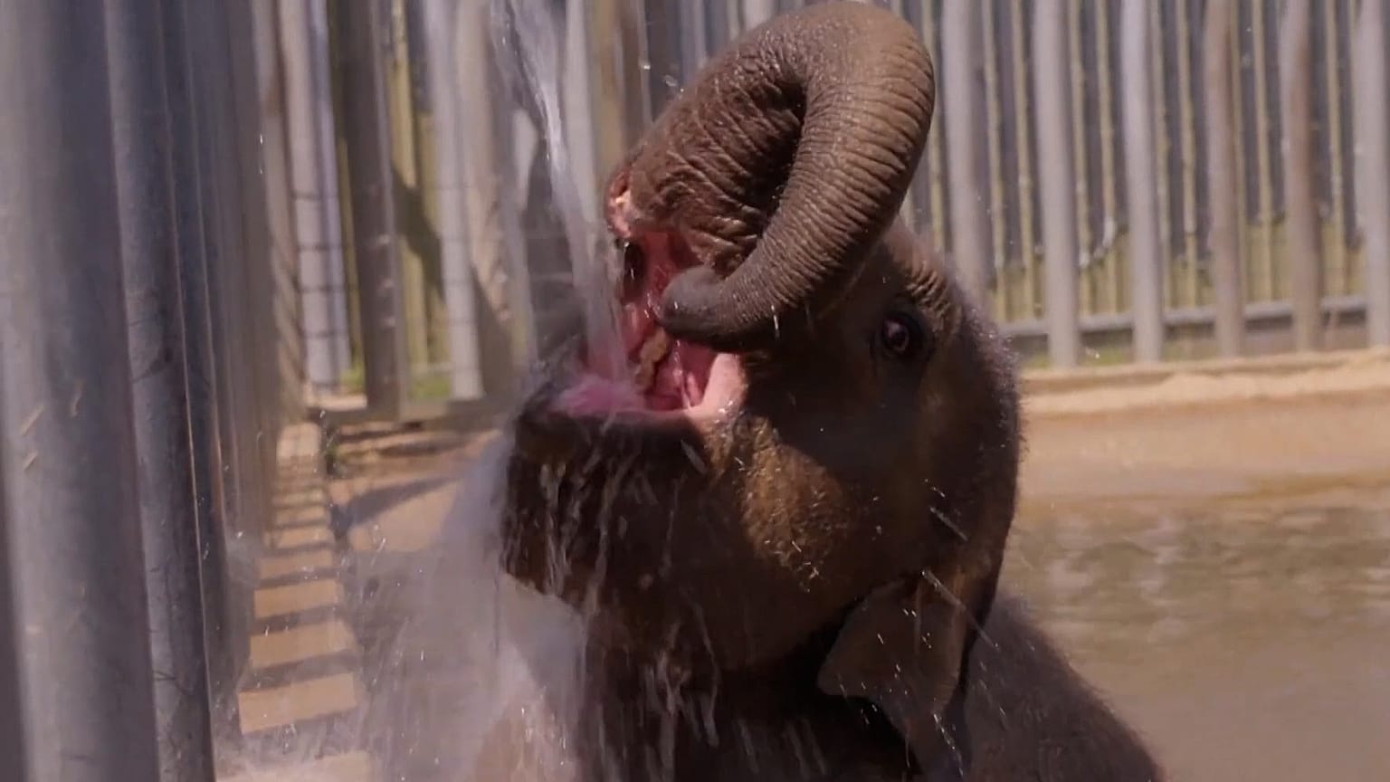 Ein Elefant spielt mit Wasser, um sich abzukühlen, Zoo Whipsnade, 27.06.2025