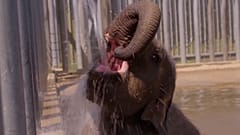 Ein Elefant spielt mit Wasser, um sich abzukühlen, Zoo Whipsnade, 27.06.2025