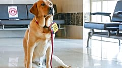Santa Fe şehir merkezindeki adliyede koridorda oturmuş halde talimat bekleyen üç yaşındaki sarı Labrador Judge.