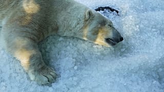 Un ours polaire se rafraîchit sur un tas de glace apporté dans son enclos lors d'une journée chaude et ensoleillée au zoo de Prague, en République tchèque, mardi 1er juillet 2025