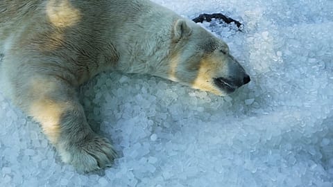Un ours polaire se rafraîchit sur un tas de glace apporté dans son enclos lors d'une journée chaude et ensoleillée au zoo de Prague, en République tchèque, mardi 1er juillet 2025
