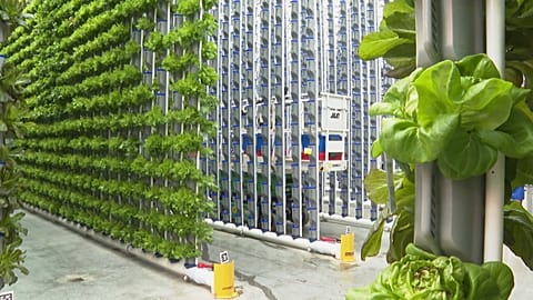 Farming the future to enhance food supply and create solutions