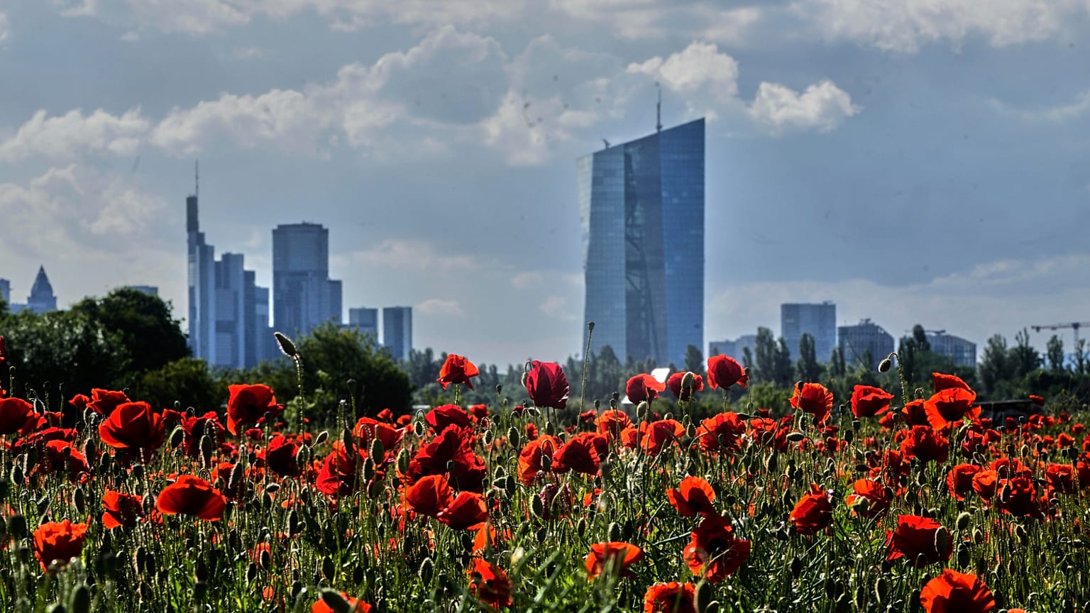 Almanya'nın Frankfurt kentinde, Avrupa Merkez Bankası'nın yakınındaki bir çayırda gelincik çiçekleri açıyor. 22 Mayıs 2025.