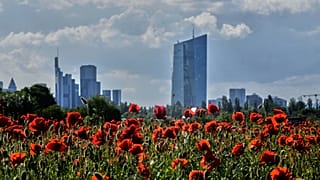 Almanya'nın Frankfurt kentinde, Avrupa Merkez Bankası'nın yakınındaki bir çayırda gelincik çiçekleri açıyor. 22 Mayıs 2025.