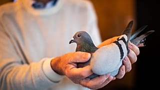 A pigeon racing fan has paid a world record 1.6 million euros for the Belgian-bred bird, New Kim (in the picture). 