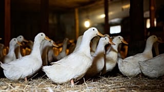 Unos patos pasean en el establo de una granja de Nueva York el 22 de mayo de 2025.