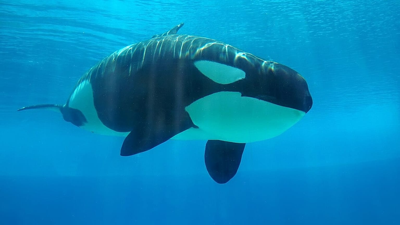 Katil balina veya orka diye bilinen Orcinus orca türü deniz memelileri aslında yunus kategorisine giriyor.