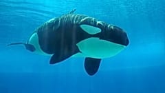 Katil balina veya orka diye bilinen Orcinus orca türü deniz memelileri aslında yunus kategorisine giriyor.