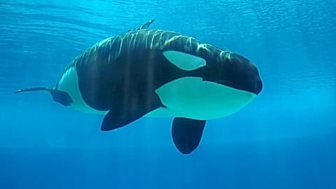 Katil balina veya orka diye bilinen Orcinus orca türü deniz memelileri aslında yunus kategorisine giriyor.