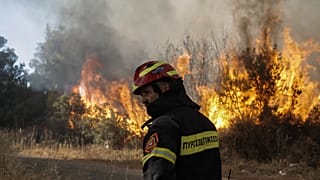 Δασική πυρκαγιά 