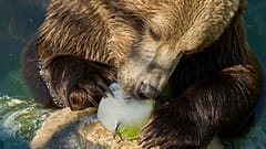 Ein Bär genießt gefrorenes Obst im Zoo von Rom am Mittwoch, den 2. Juli 2025, während die Temperaturen auf etwa vierzig Grad Celsius steigen.