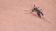 Se muestra un mosquito tigre asiático.