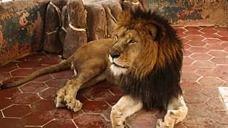 أسد إفريقي في باكستان