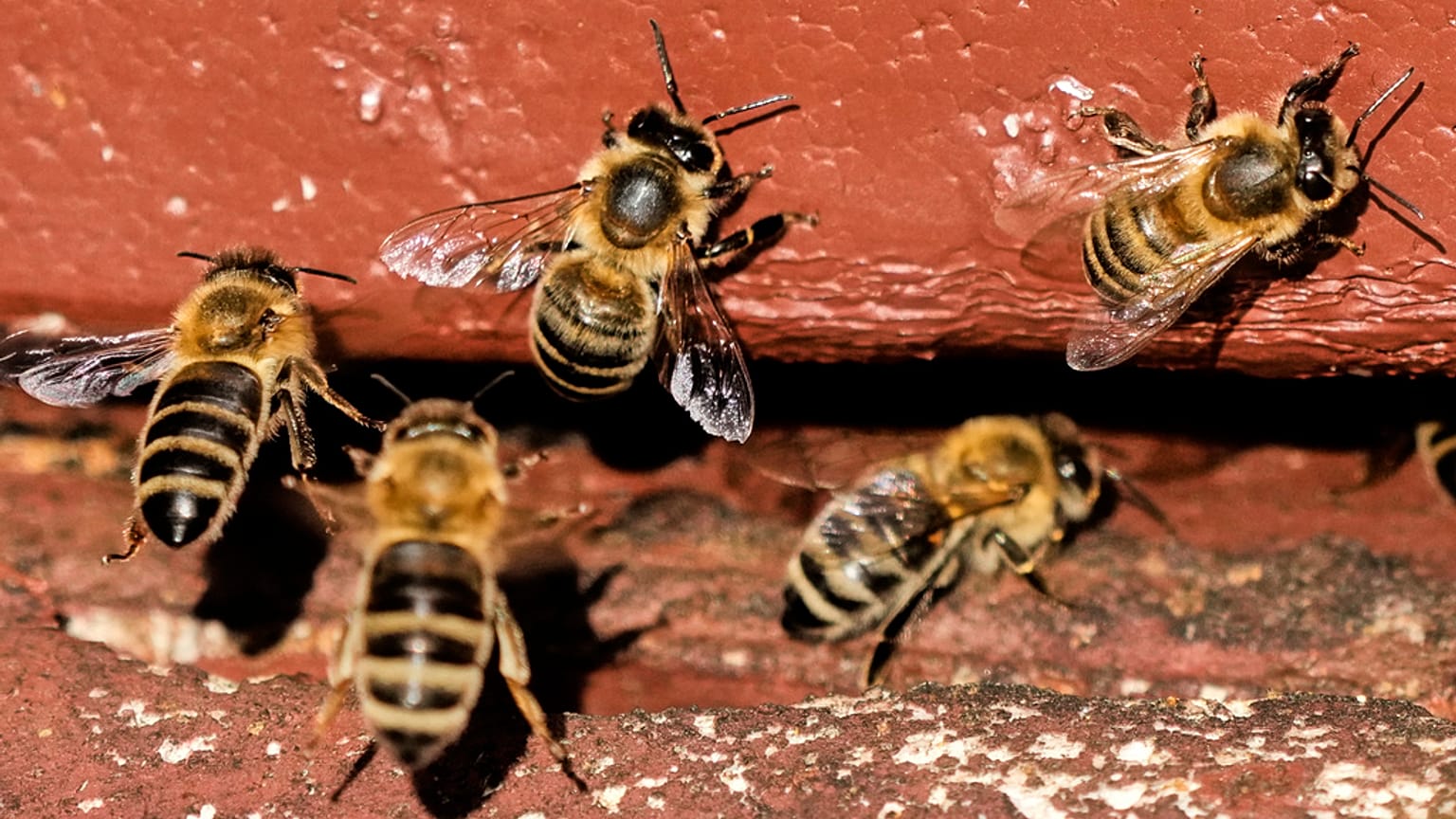 Normalmente pacíficas, as abelhas podem ser agressivas para se defenderem dos ataques das vespas asiáticas.