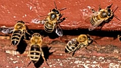 Die normalerweise friedlichen Bienen können aggressiv werden, wenn sie sich gegen Angriffe asiatischer Hornissen wehren.