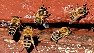 Die normalerweise friedlichen Bienen können aggressiv werden, wenn sie sich gegen Angriffe asiatischer Hornissen wehren.