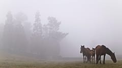 ARCHIVFOTO - Wilde Pferde stehen im Nebel während der Tradition 'Rapa das Bestas' in Mougas, Nordwestspanien, Sonntag, 9. Juni 2013.