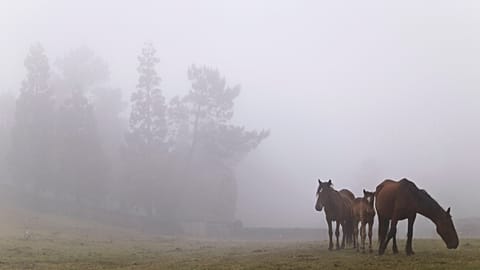 FILE PHOTO - Wild horses stand in the fog during the 'Rapa Das Bestas' tradition in Mougas, northwestern Spain, Sunday, June 9, 2013. 