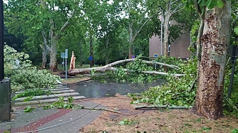 Trees have fallen