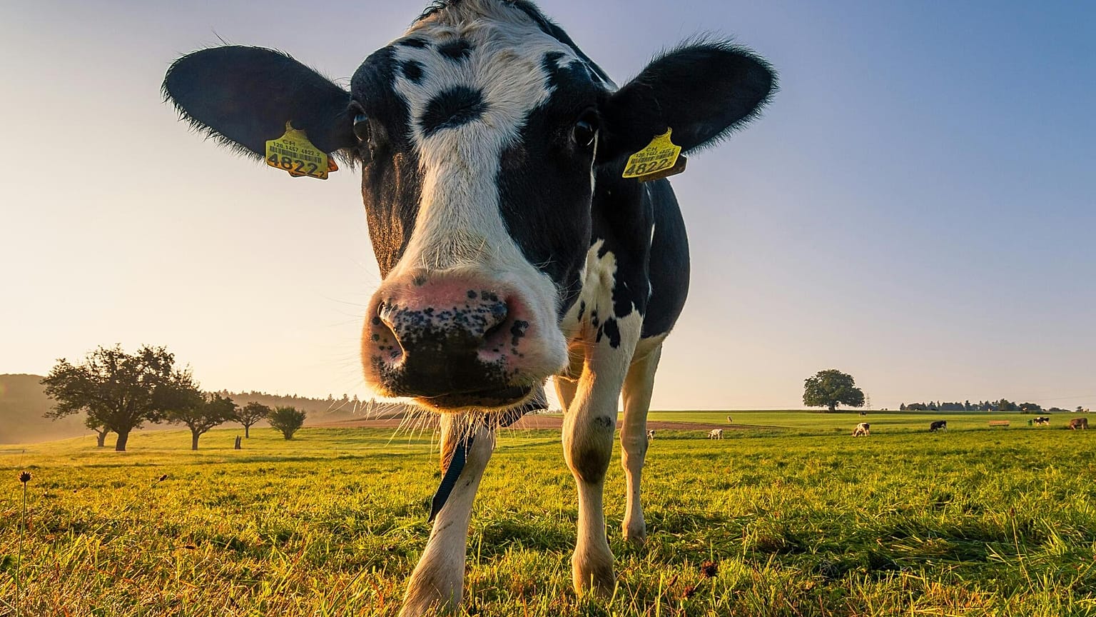 Las vacas lecheras producen menos leche en condiciones de calor y humedad, según un nuevo estudio.
