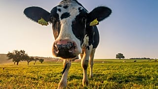 Las vacas lecheras producen menos leche en condiciones de calor y humedad, según un nuevo estudio.