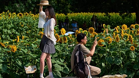 A woman poses next to a man takes a smartphone photo of the blooming sunflowers at the Olympic Forest Park, in Beijing. 6 July 2025.