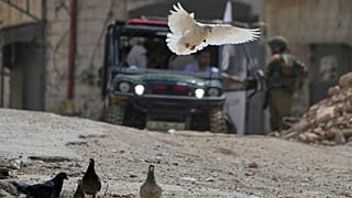 جنود إسرائيليون يتفقدون مركبة تابعة للهلال الأحمر تقوم بإجلاء سكان مخيم طولكرم للاجئين الفلسطينيين 