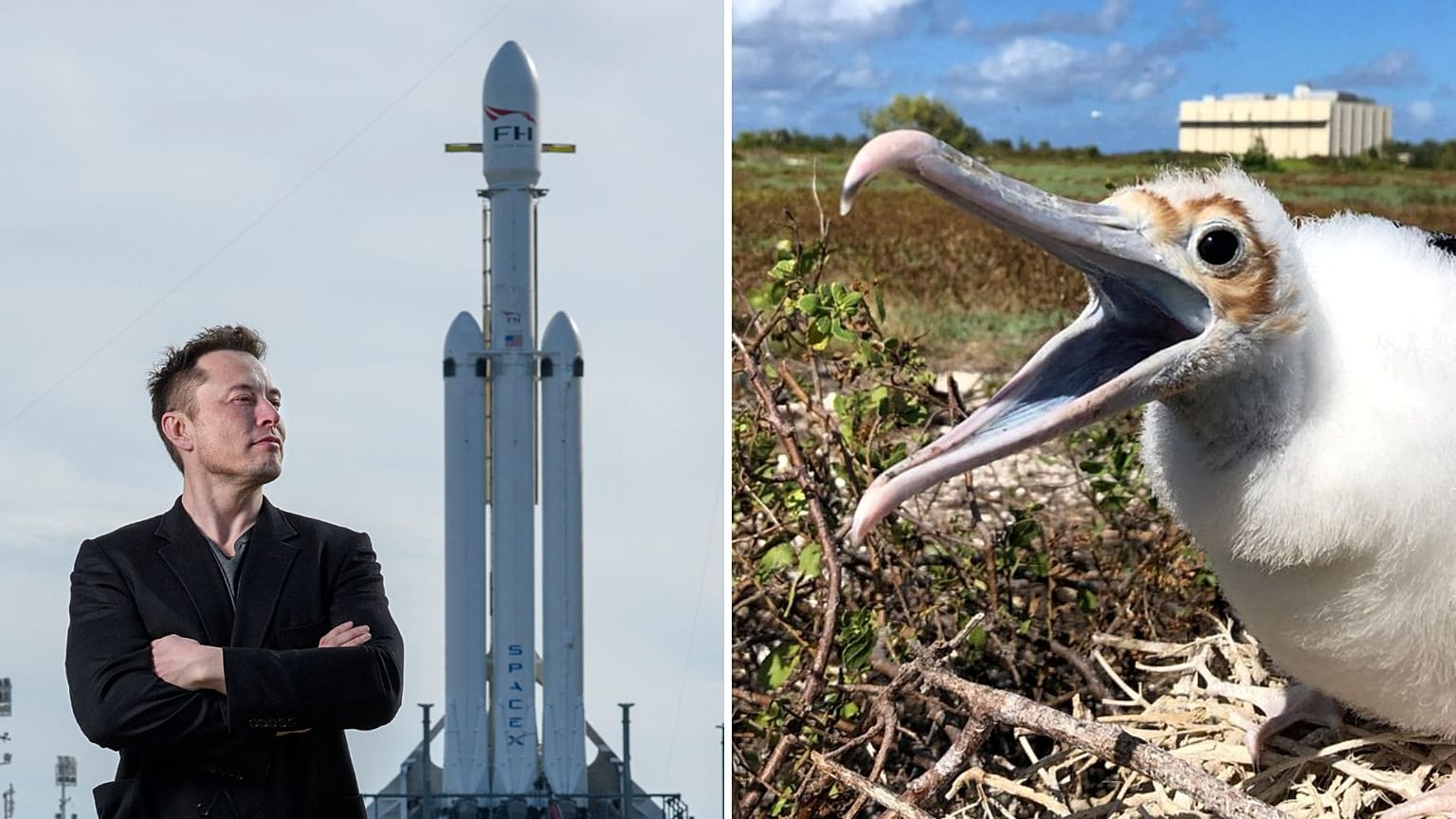 Elon Musk és egy védett óceáni madárfaj