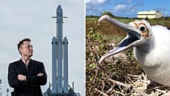 Elon Musk és egy védett óceáni madárfaj
