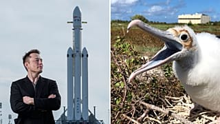 Elon Musk és egy védett óceáni madárfaj