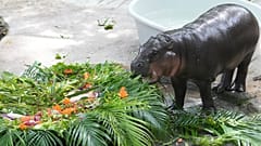 Das Zwergflusspferdbaby Moo Deng isst Obst, das zu ihrem ersten Geburtstag im Khao Kheow Open Zoo in der Provinz Chonburi, Thailand, am Donnerstag, den zehnten Juli 2025, präsentiert wird.