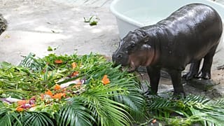 Das Zwergflusspferdbaby Moo Deng isst Obst, das zu ihrem ersten Geburtstag im Khao Kheow Open Zoo in der Provinz Chonburi, Thailand, am Donnerstag, den zehnten Juli 2025, präsentiert wird.