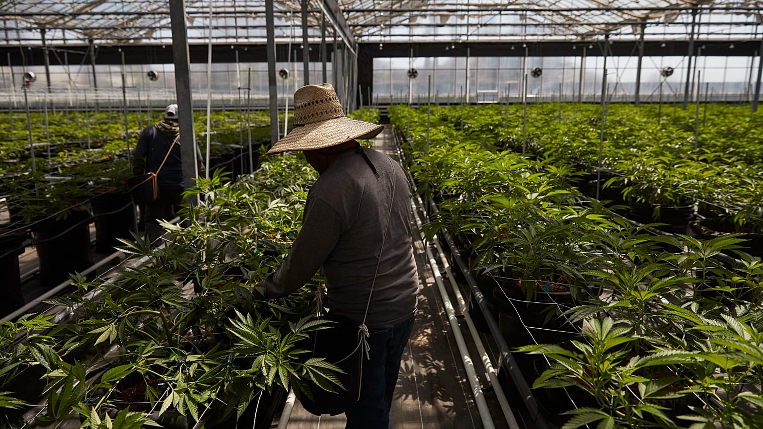 Arbeiter in einem Gewächshaus beim Anbau von Cannabispflanzen bei Glass House Farms in Carpinteria, 12. April 2018