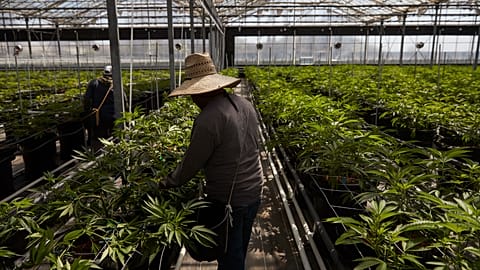 Workers in a greenhouse growing cannabis plants at Glass House Farms in Carpinteria, 12 April, 2018