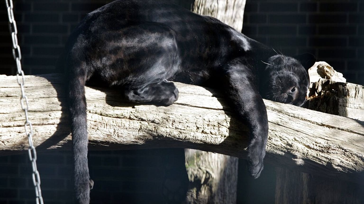 Une panthère noire au zoo de Berlin, le 18 octobre 2007