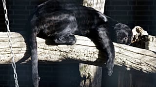A black panther in Berlin Zoo, 18 October 2007.