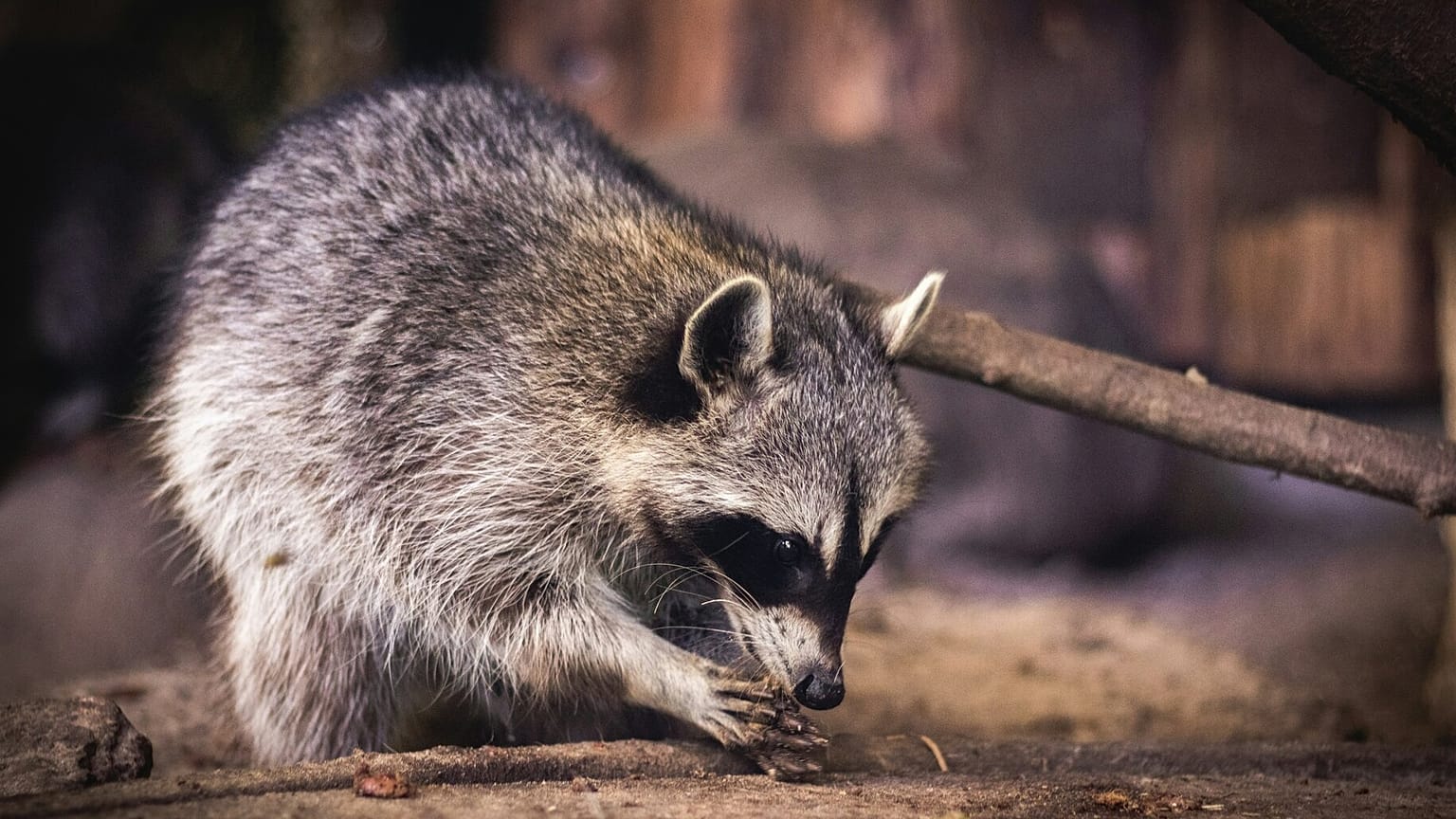 Pueden parecer monos, pero los mapaches son depredadores que pueden dañar los ecosistemas.