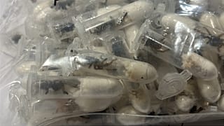 Les douanes de Cologne ont trouvé environ 1.500 jeunes mygales dans un prétendu emballage de biscuits.