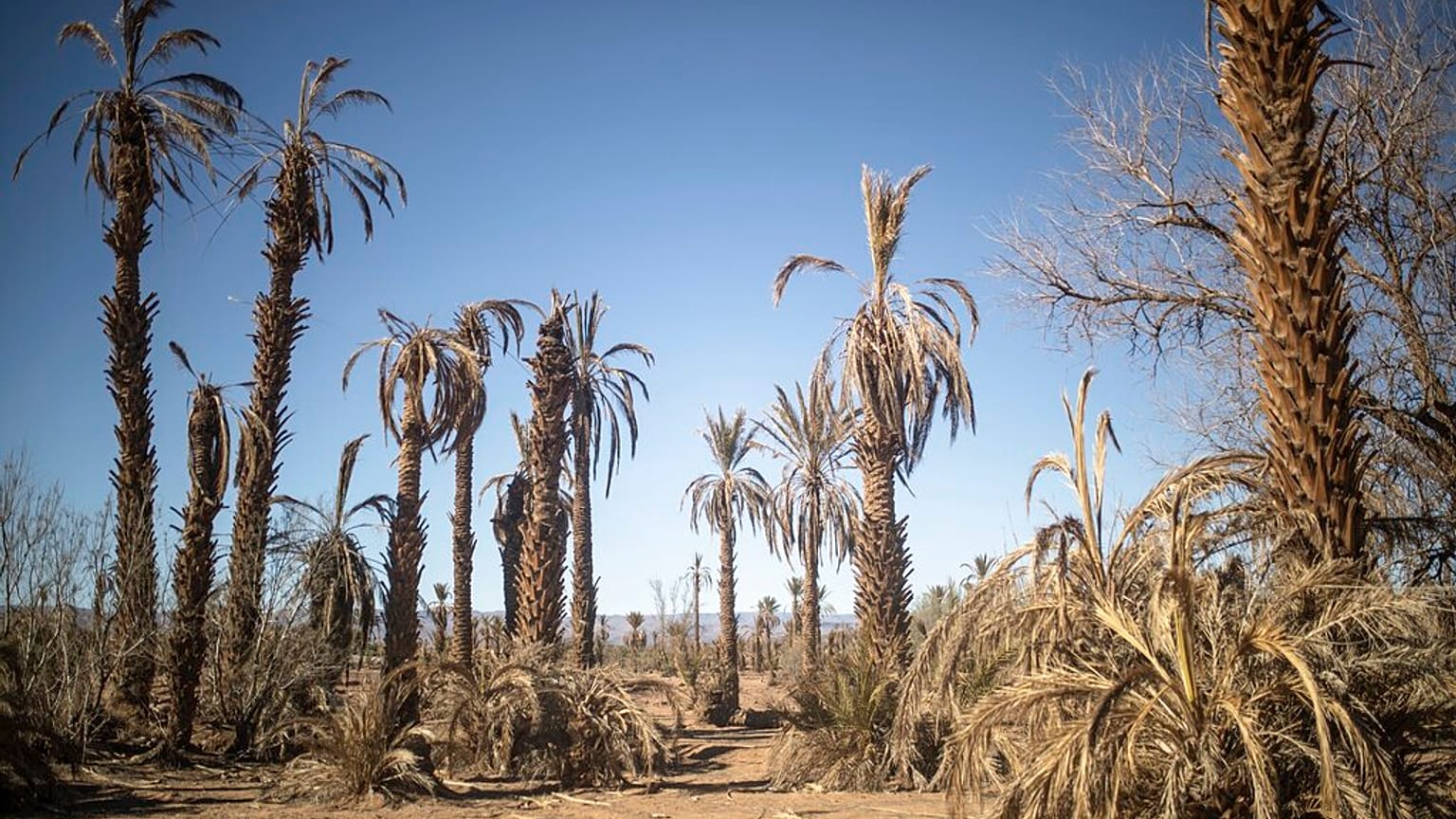 أشجار النخيل التي ماتت نتيجة الجفاف مرئية في بلدة نكوب, بالقرب من زاكورة, المغرب, الإثنين, نوفمبر. 28, 2022.