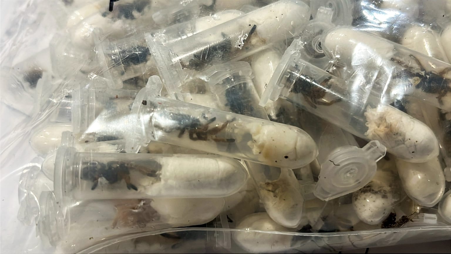 Plastic containers holding young tarantulas that had been hidden in chocolate cake boxes shipped to Cologne Bonn airport, 18 June, 2025