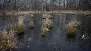 Água numa zona húmida restaurada numa reserva da Cornualha
